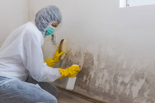 Best Environmental Consulting for Mold Prevention  in Monroeville, IN