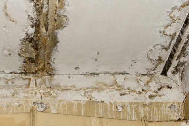 Best Comprehensive Air Testing for Mold Contaminants  in Monroeville, IN