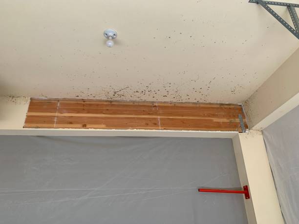 Mold Documentation for Insurance Claims in Monroeville, IN