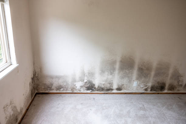 Best Water Damage & Mold Remediation  in Monroeville, IN